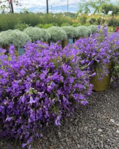 campanula birch hill hybrid