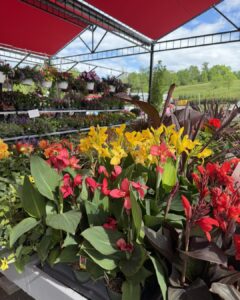canna lilies
