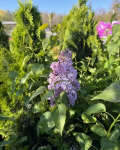 common lilac