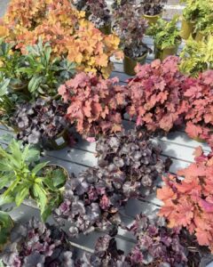 coral bells