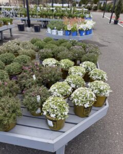 creeping phlox
