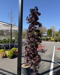 crimson sentry maple
