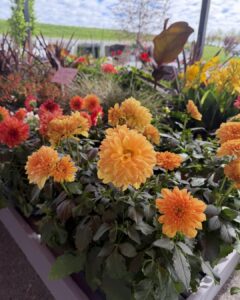 dahlias