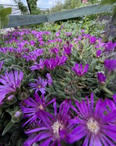 delosperma