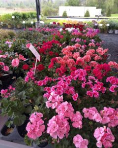 geraniums