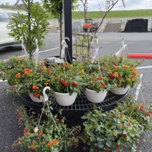 hummingbird baskets