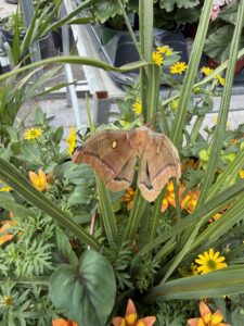 Moth