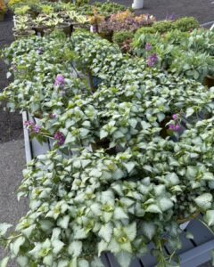 lamium purple dragon