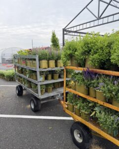 new arrivals