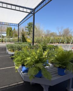 ostrich fern