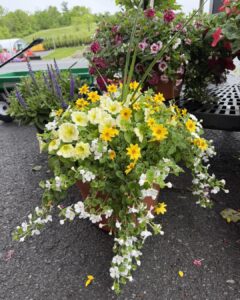 pineapple punch planter
