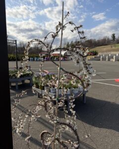 serpentine cherry