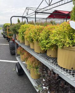 spirea
