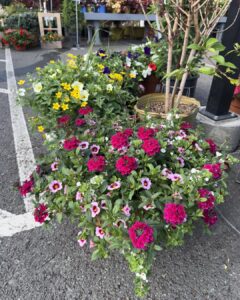 strawberry shortcake planter