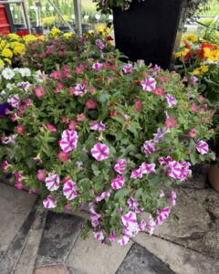 supertunia xl planter