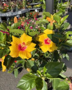 tropical hibiscus