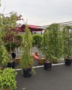 weeping bald cypress