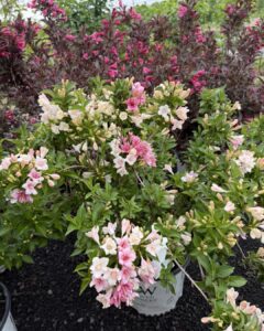 weigela czechmark trilogy