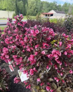 weigela wine and roses