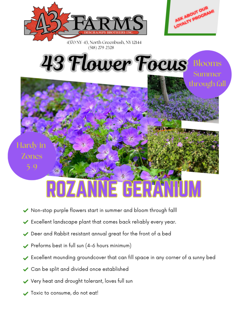 Rozanne Geranium