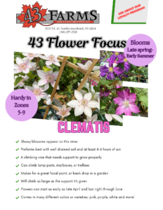 Clematis