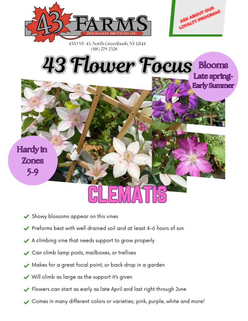 Clematis