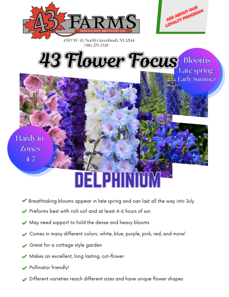 Delphinium