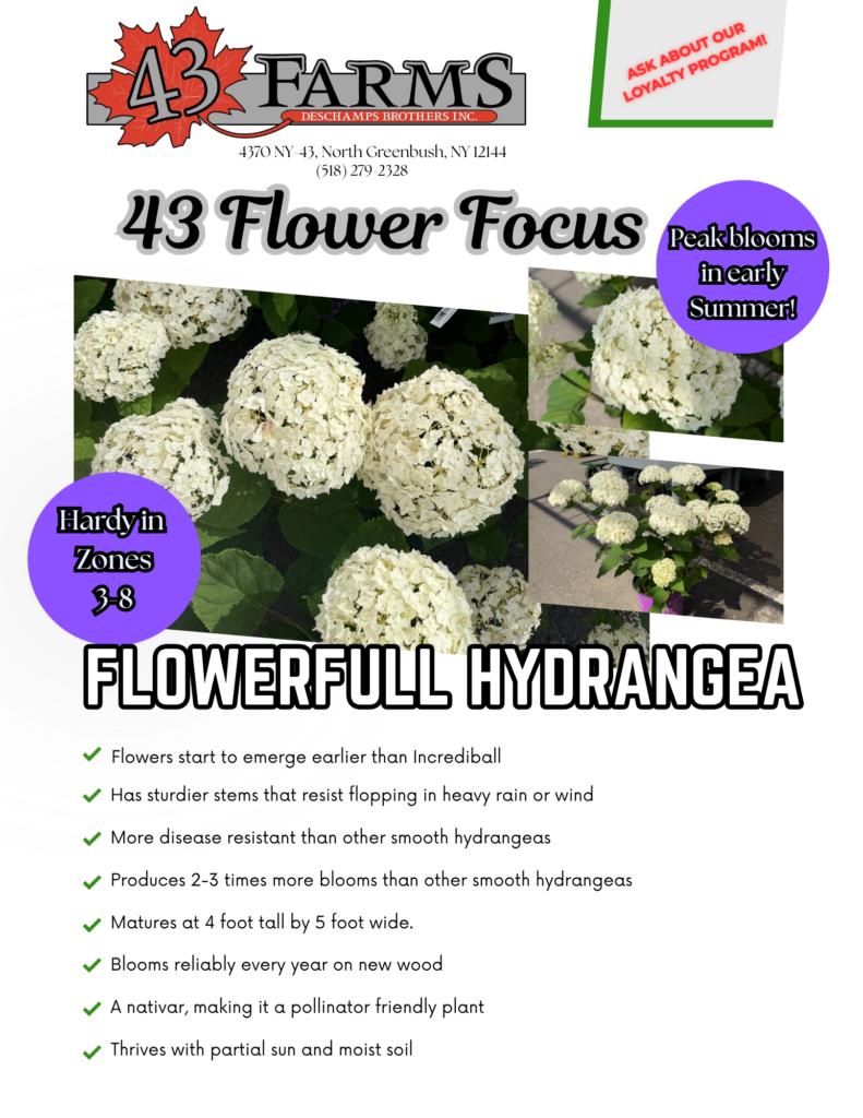 Flowerfull Hydrangea