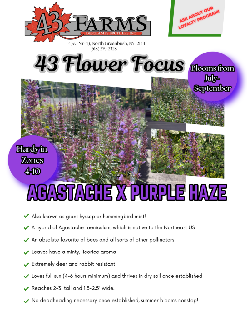 Agastache x Purple Haze