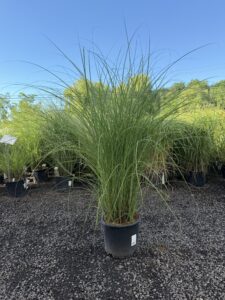 Miscanthus Gracillimus