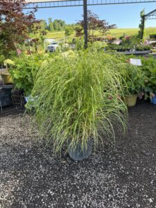 Miscanthus Little Zebra
