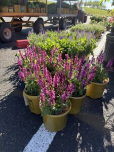 Salvia Rose Marvel