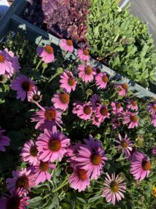 Prairie Splendor Coneflower
