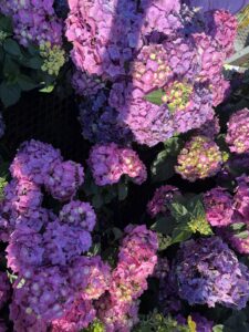 Hydrangea Summer Crush