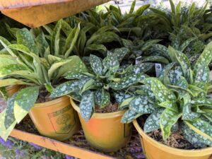 Pulmonaria Twinkle Toes