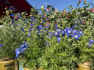 Delphinium Butterfly Blue
