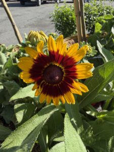 Rudbeckia hirta Denver Daisy