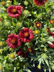 Gaillardia Arizona Red