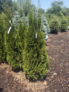 Thuja Emerald Green 4-5'
