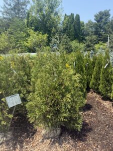 Thuja Techny 4-5'