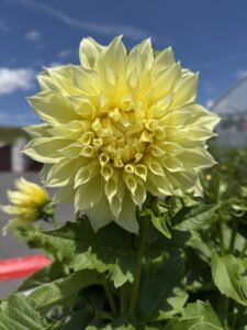 Dahlia Kevin Floodlight