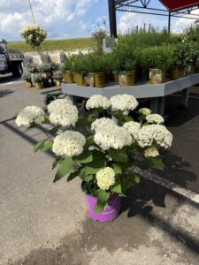 Hydrangea Flowerfull