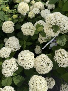 Hydrangea Flowerfull