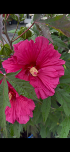 Hibiscus m. Watermelon Ruffles