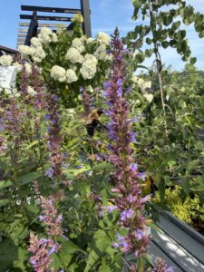 Bee on Agastache x Purple Haze
