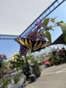 Eastern Tiger Swallowtail on Butterfly Bush