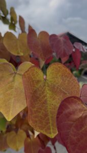 Flamethrower Redbud Foliage