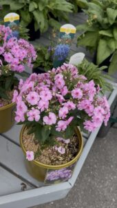 Phlox Uptown Girl