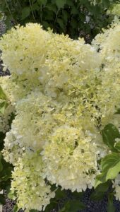 Hydrangea PufferFish