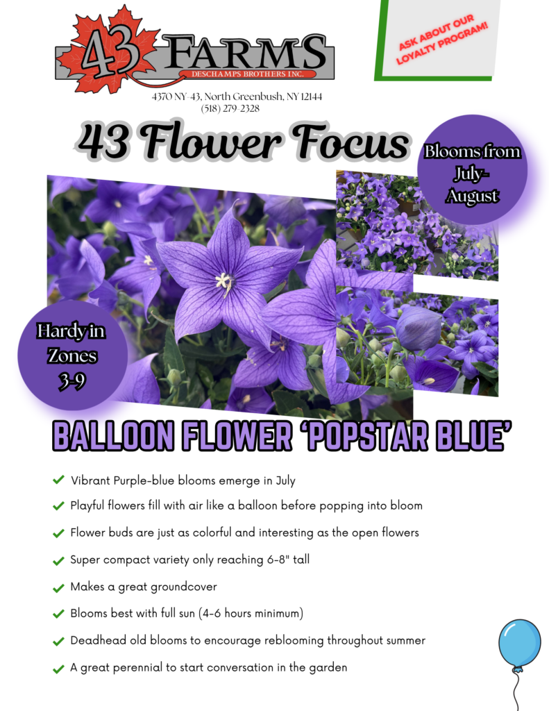 Popstar Blue Balloon Flower